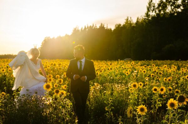 A wedding couple walking towards the camera in a sunflower field, bathed in beautiful sunset light.